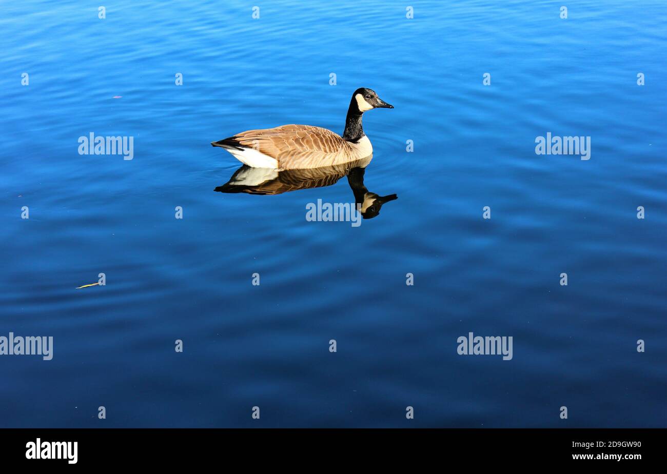 Una hermosa vista de la fauna canadiense (aves) en medio de su hábitat natural. Foto de stock