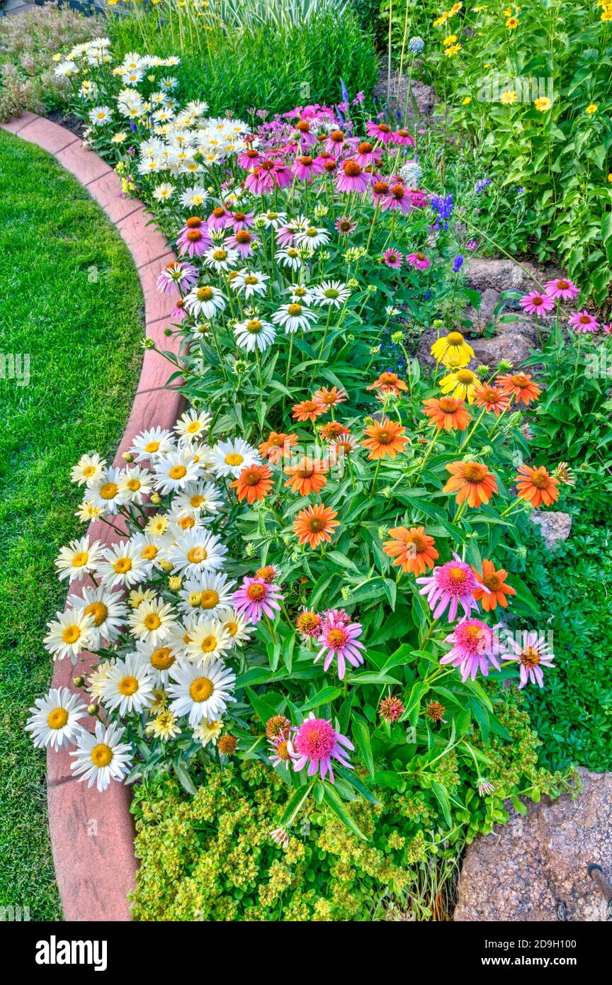 Es una margarita de una frontera de jardín de mediados de verano compuesto de Shasta Daisies y flores de conejina. Foto de stock