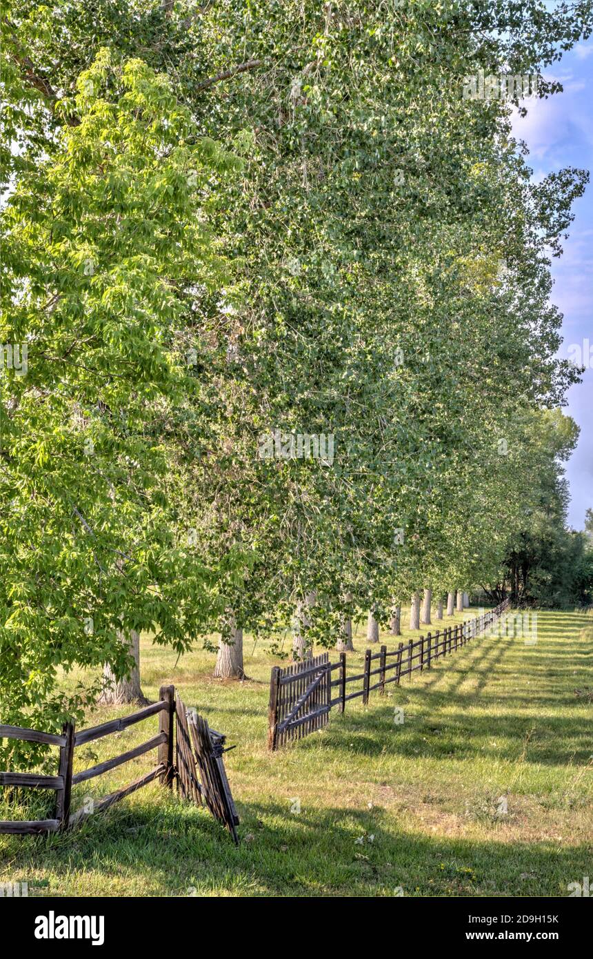 Una valla de ferrocarril bordea un prado en la luz de última hora de la tarde, respaldada por una fila alta de árboles de Cottonwood Plains, todos arrojando largas sombras. Foto de stock