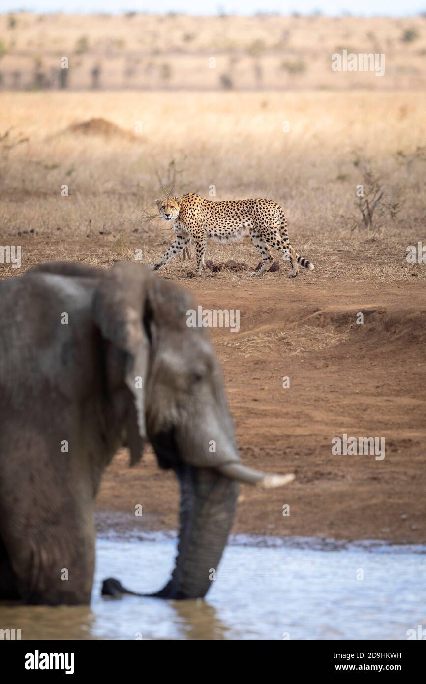 Alerta de cheetah adulto caminando cerca del agua con elefante en el Primer plano en el Parque Kruger en Sudáfrica Foto de stock