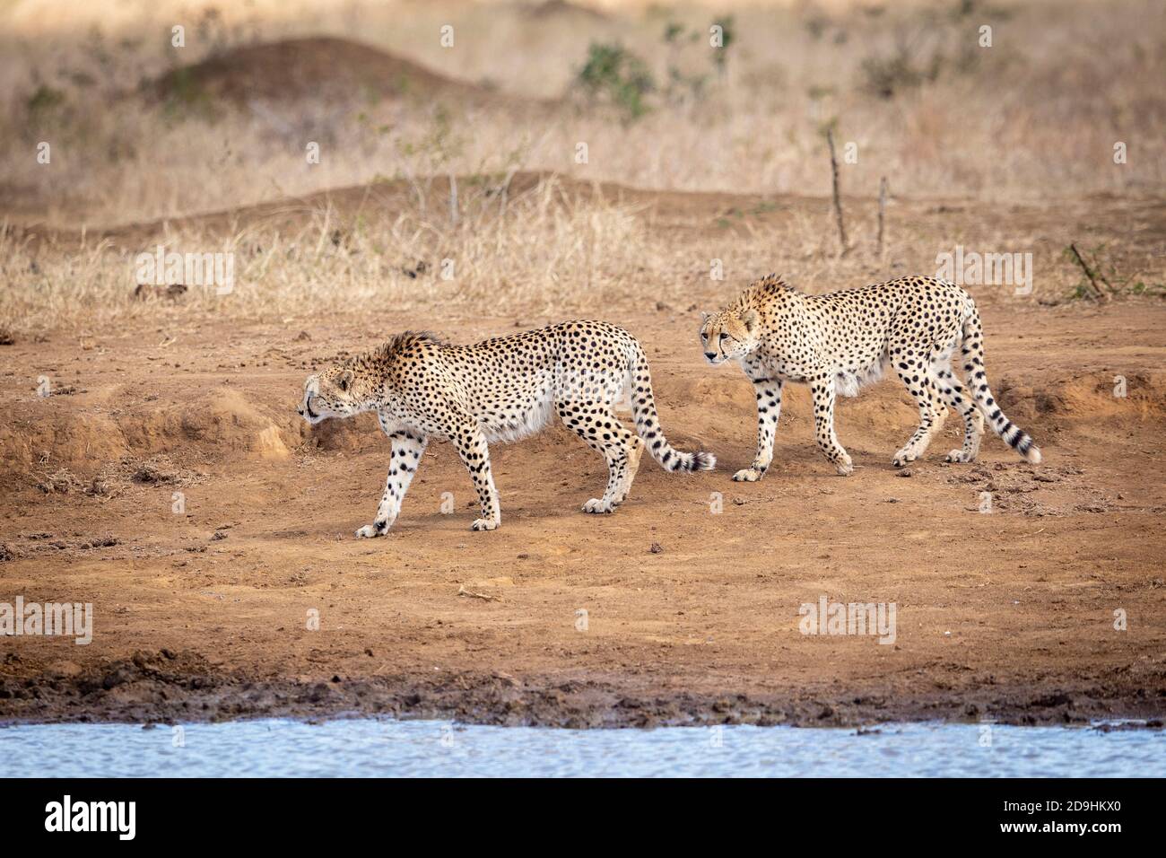 Dos cheetahs adultos caminando sobre suelo seco en el borde De agua en el Parque Kruger en Sudáfrica Foto de stock