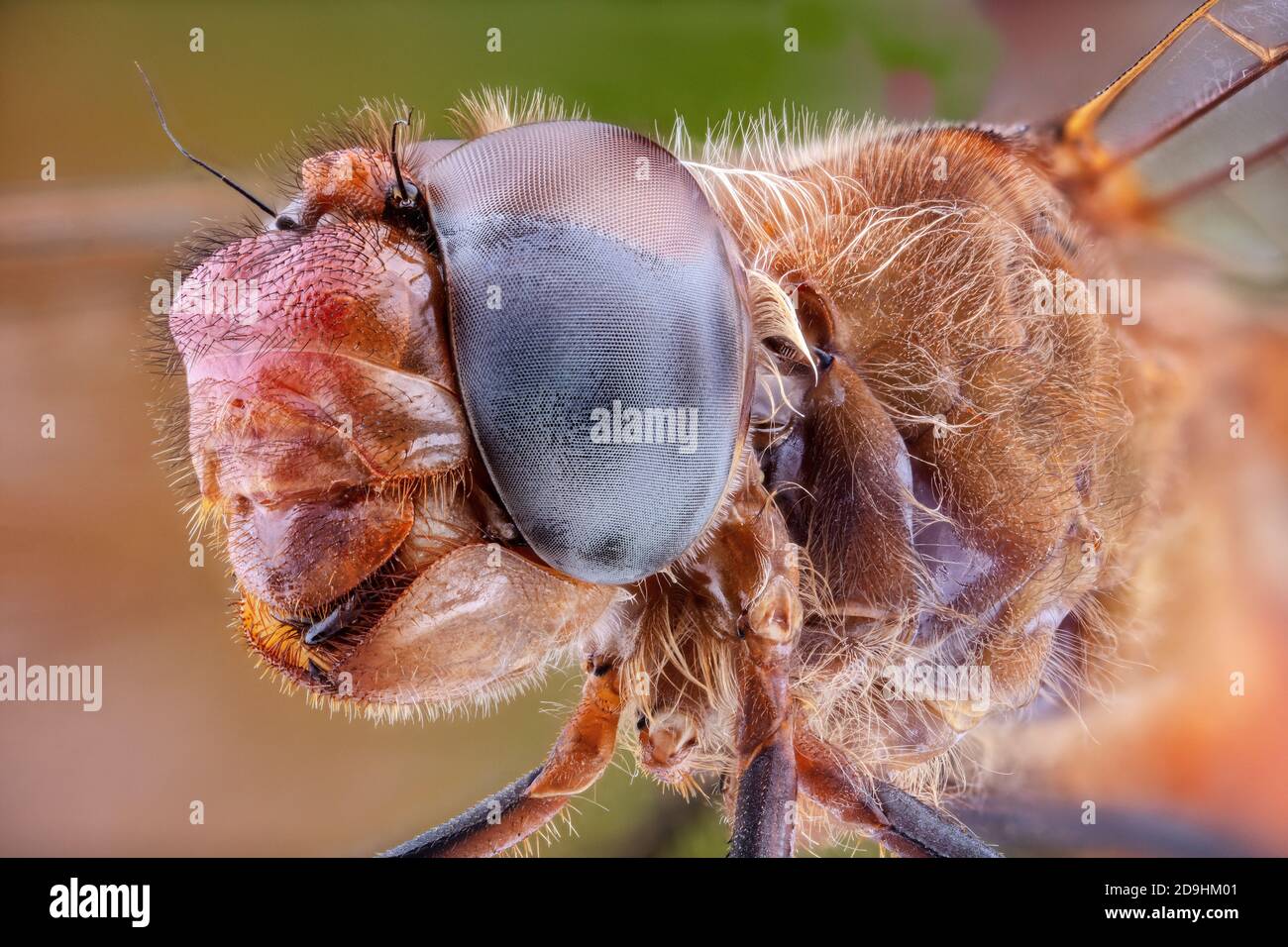 Cardinal Meadowhawk Dragonfly Close-Up, Sympetrum illotum Foto de stock