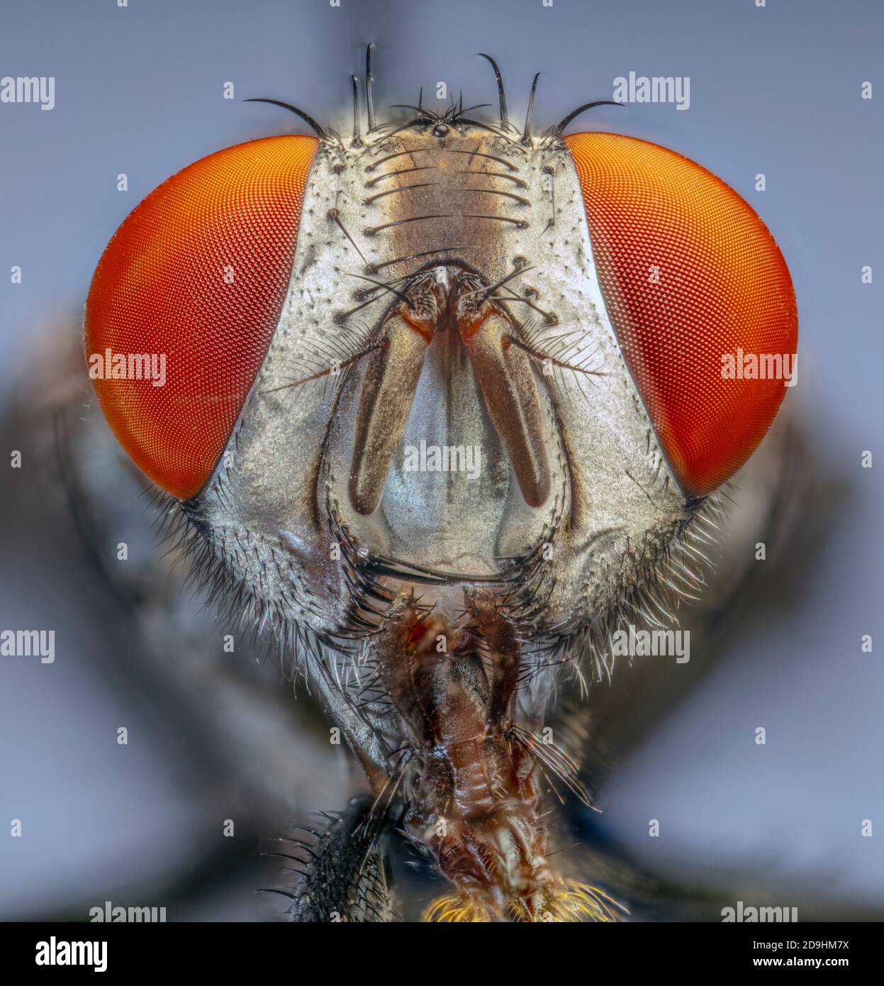 Mosca de la carne (Sarcophaga spp.) Foto de stock