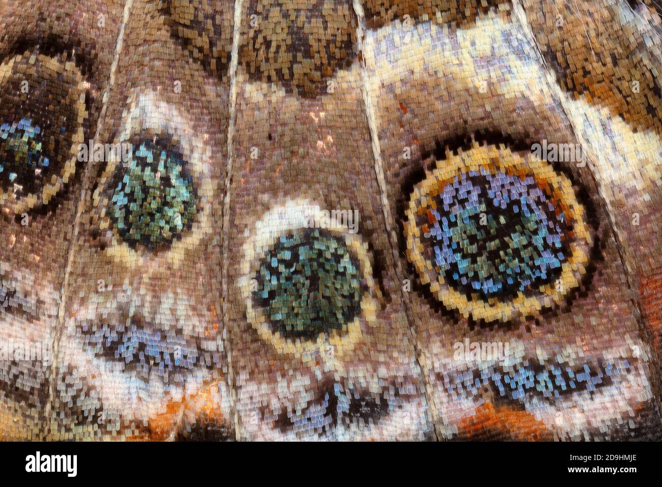 Detalle de escamas de mariposa de dama pintada, Vanessa cardui, 3x Foto de stock