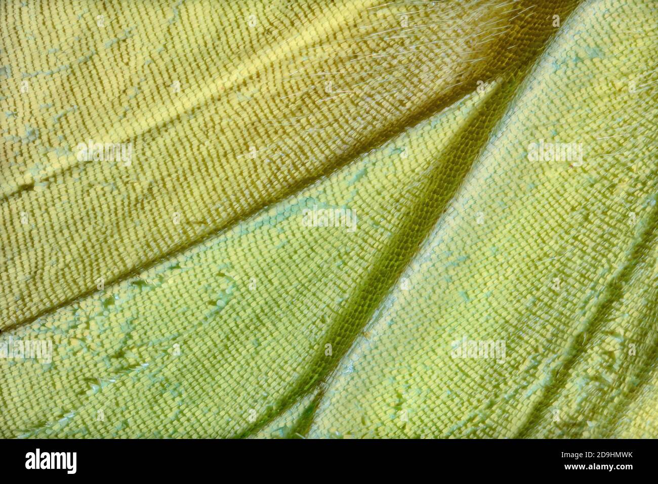 Mariposa de azufre sin nubes, Phoebis sennae Foto de stock