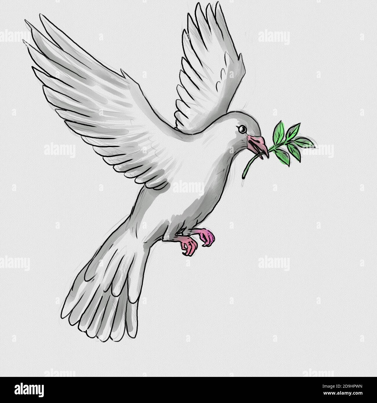 Pintura acuarela ilustración de una paloma o paloma blanco que lleva una  hoja de oliva en pico volando visto desde un lado sobre fondo blanco  aislado Fotografía de stock - Alamy