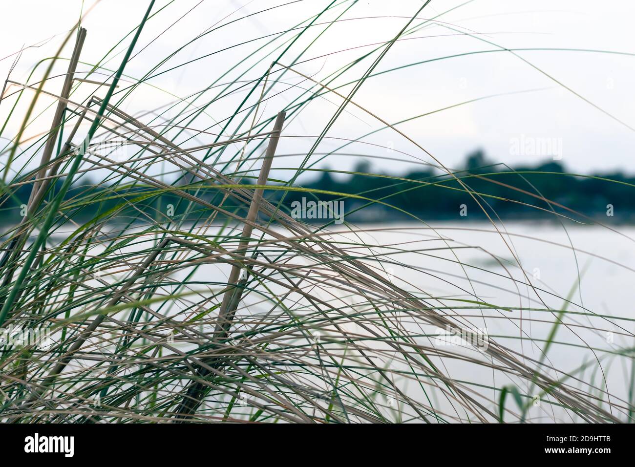 Hierba verde hoja larga al lado del río Foto de stock