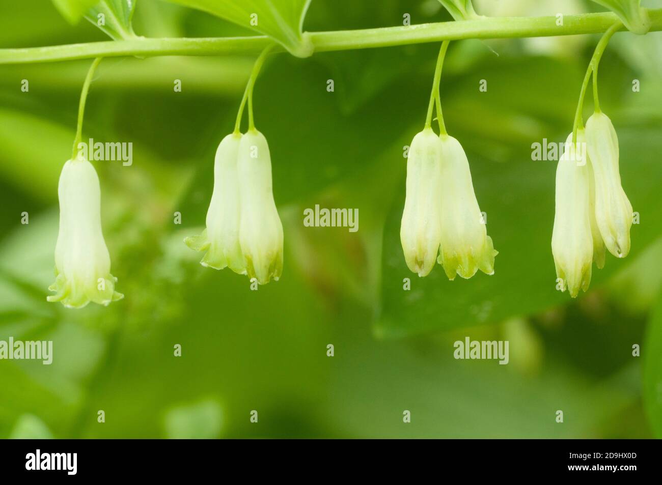 Sello de Salomón (Polygonatum) flores primer plano Foto de stock