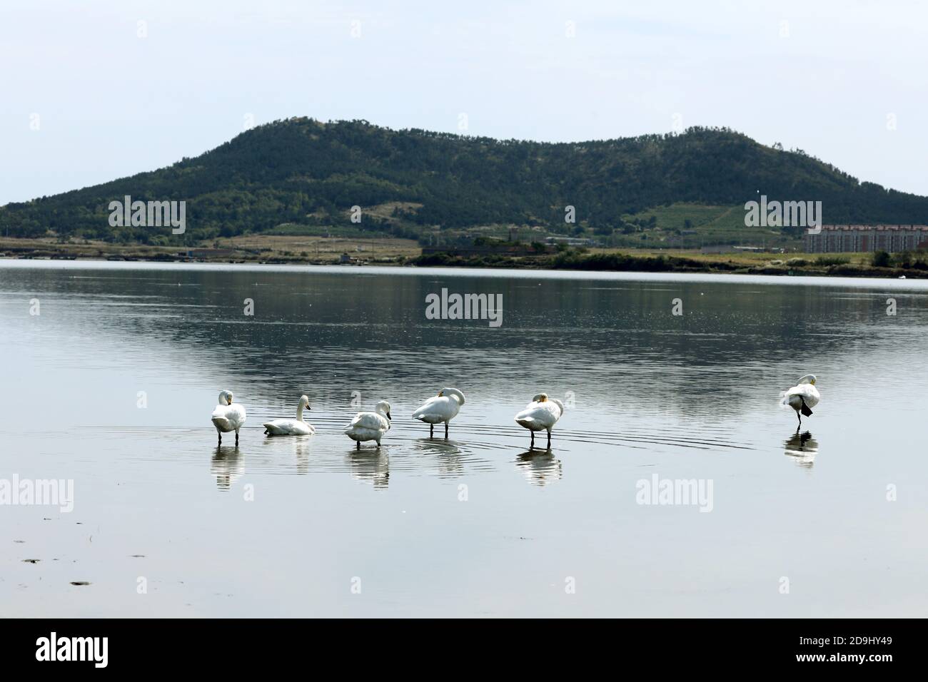 Seis cisnes vuelan a la reserva natural nacional para invernar en la ciudad de Rongcheng, al este de la provincia de Shandong de China,13 de octubre de 2020. Todos los años desde el final Foto de stock