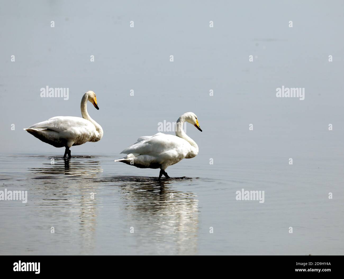 Seis cisnes vuelan a la reserva natural nacional para invernar en la ciudad de Rongcheng, al este de la provincia de Shandong de China,13 de octubre de 2020. Todos los años desde el final Foto de stock