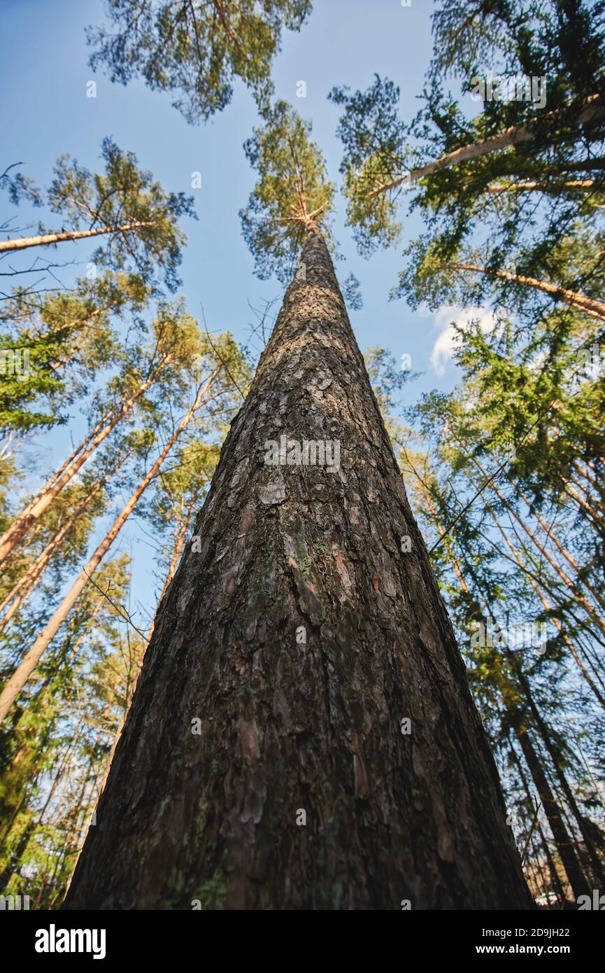 Una gran vista de pino desde el fondo en el cielo azul antecedentes Foto de stock