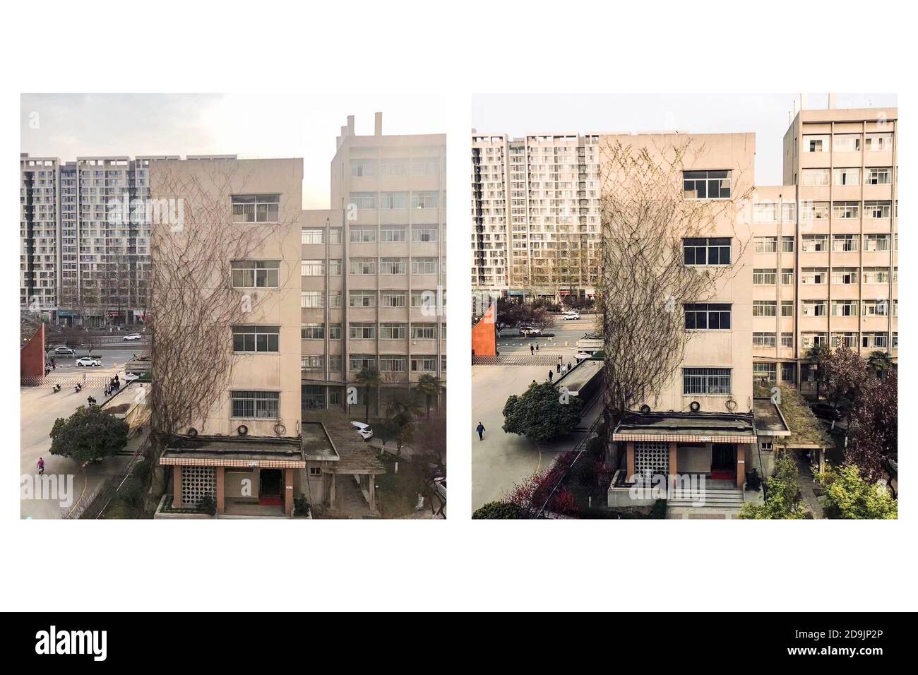 ¯pared exterior del edificio de enseñanza de la Universidad de Tecnología de Xi'an el campus de Jinhua está cubierto con hiedra de boston, Xi'an ciudad, el noroeste de China¯Shan Foto de stock