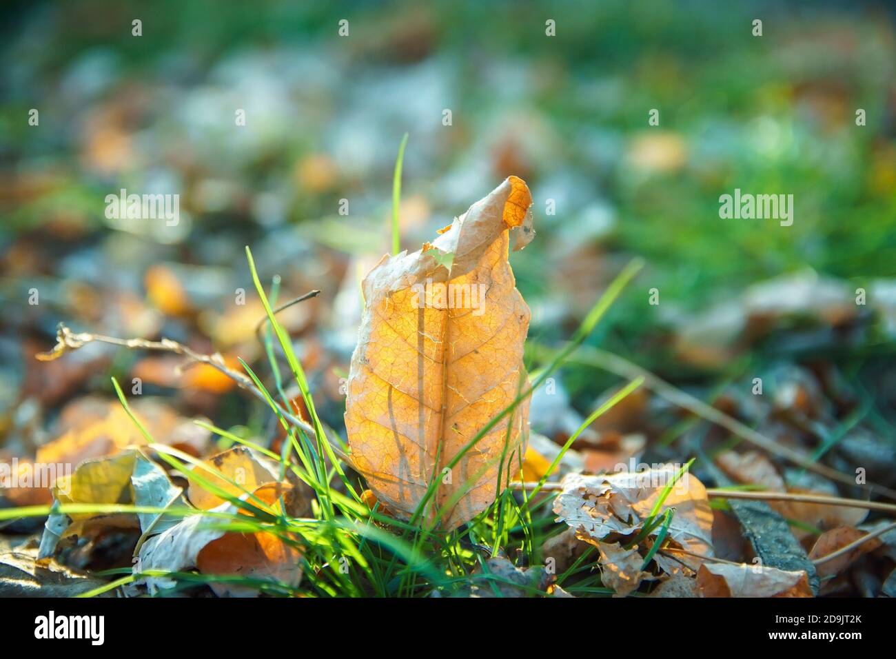 Hermosa hoja amarilla y hierba verde sobre fondo de otoño borroso. Concepto de cambio de temporada. Foto de stock