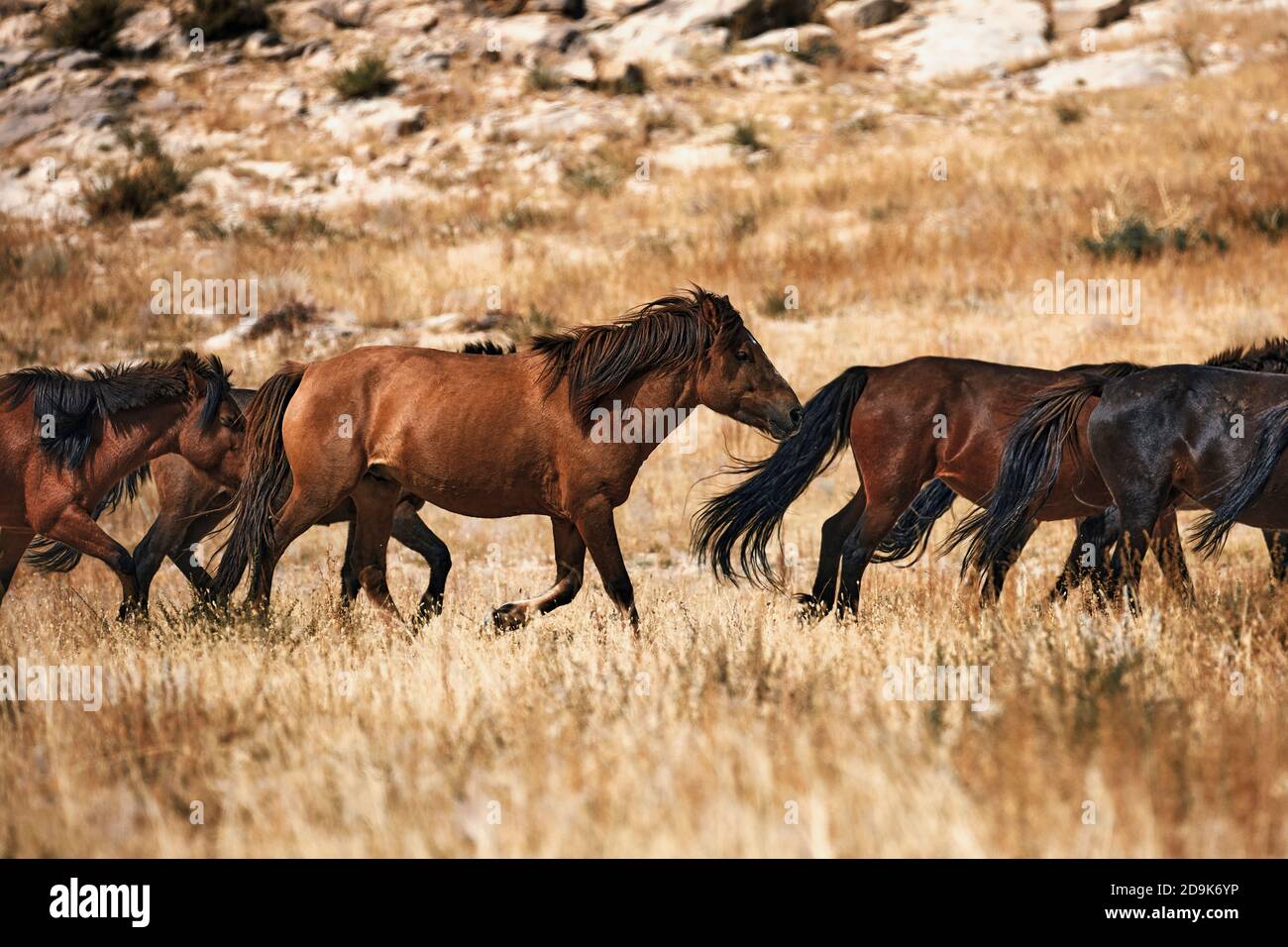 Caballo mongol en estepa mongol. Símbolo de la vida nómada. Foto de stock