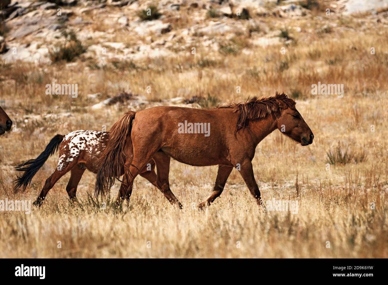 Caballo mongol en estepa mongol. Símbolo de la vida nómada. Foto de stock