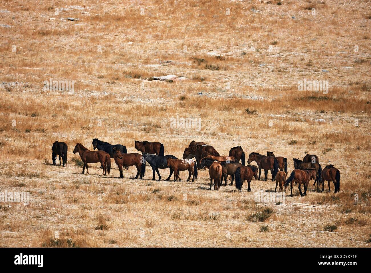 Caballo mongol en estepa mongol. Símbolo de la vida nómada. Foto de stock