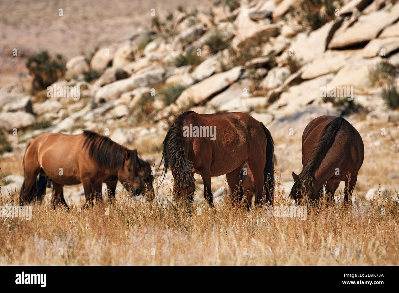 Caballo mongol en estepa mongol. Símbolo de la vida nómada. Foto de stock