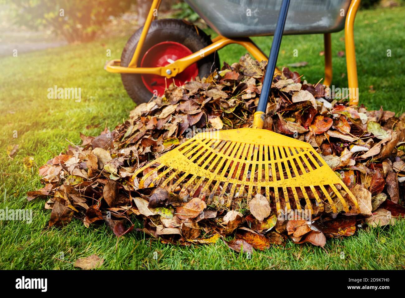 rastrillar las hojas caídas de otoño en el jardín en el soleado día de  otoño. pila de hojas y rastrillo Fotografía de stock - Alamy