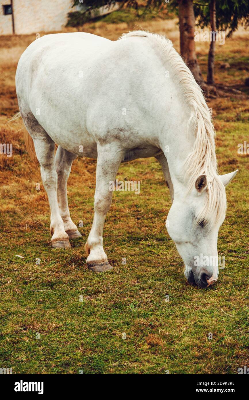 Hermoso caballo blanco comiendo hierba Foto de stock