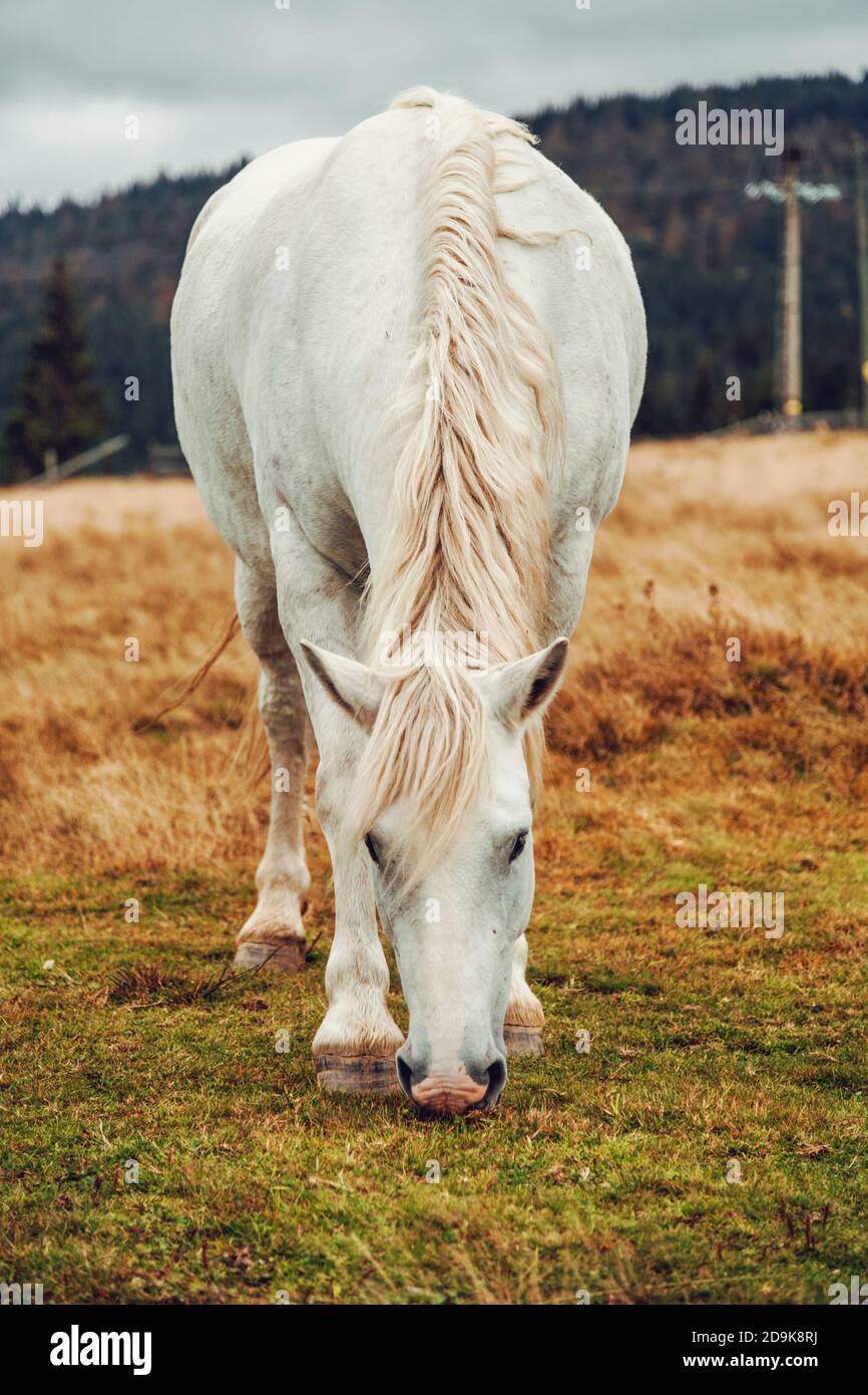 Hermoso caballo blanco comiendo hierba Foto de stock