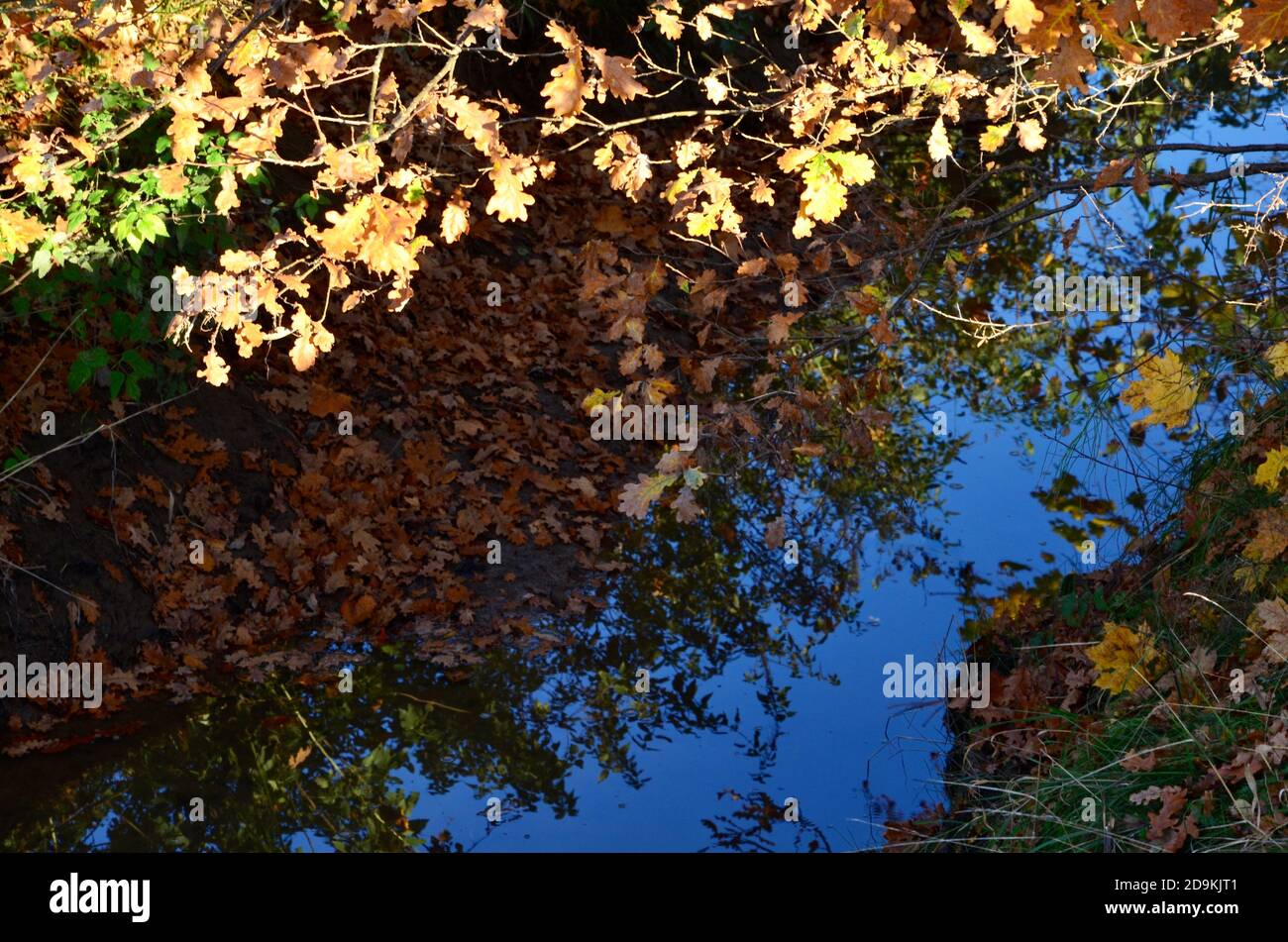 Acorn árbol en color naranja otoño, cierre de ramitas y hojas, reflexiones en el arroyo de abajo, biotopo natural, espacio de copia Fotografía de stock - Alamy Acorn árbol en color naranja otoño, cierre de ramitas y hojas, reflexiones en el arroyo de abajo, biotopo natural, espacio de copia Fotografía de stock - Alamy