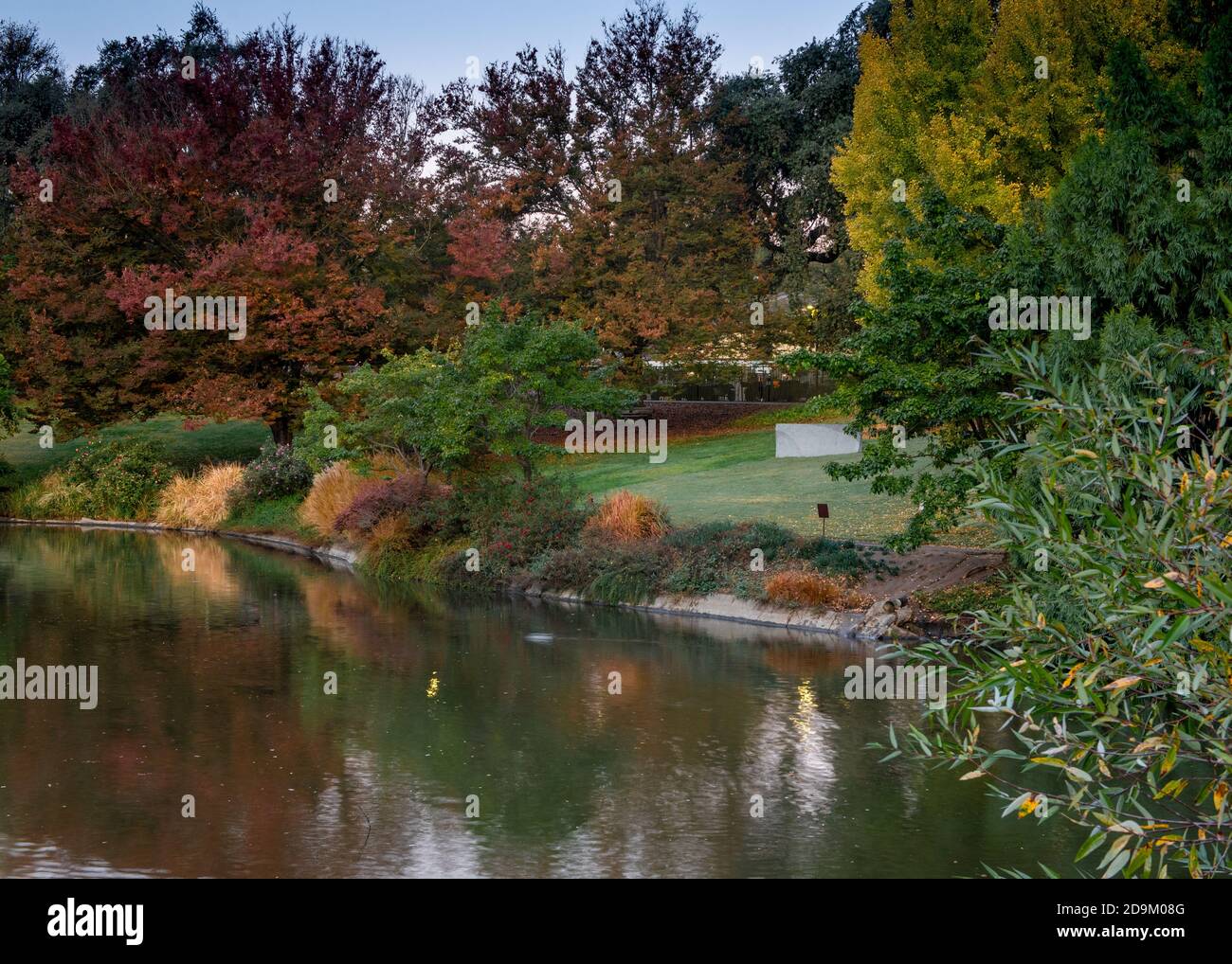 Davis; California; EE.UU. 16 de noviembre de 2019. Las hojas amarillas de un árbol Ginko y los colores de otoño rojos más allá de un lago en el otoño. Foto de stock