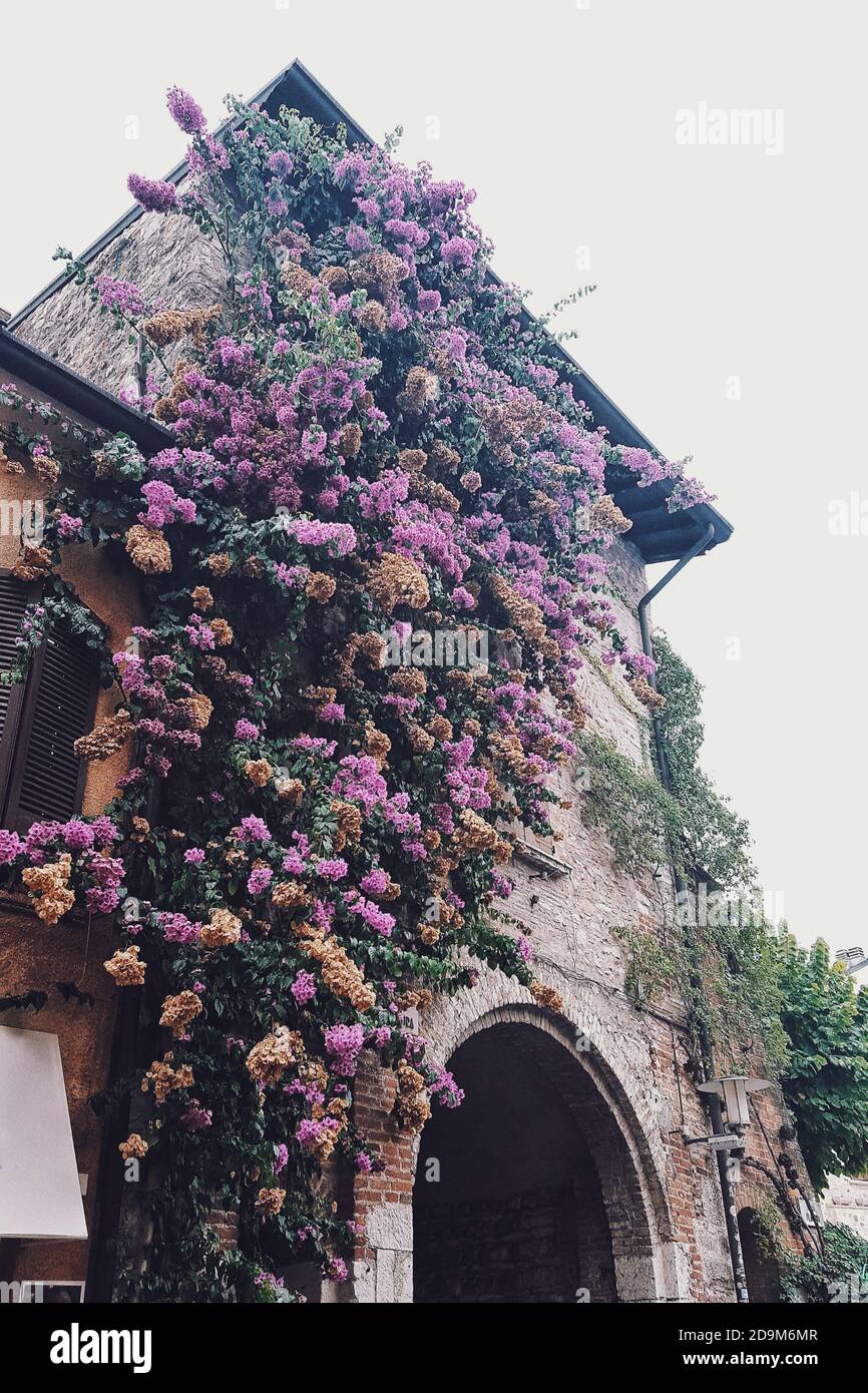 Árbol de buganvilla marchito creciendo en una fachada de la casa, Sirmione,  Italia Fotografía de stock - Alamy