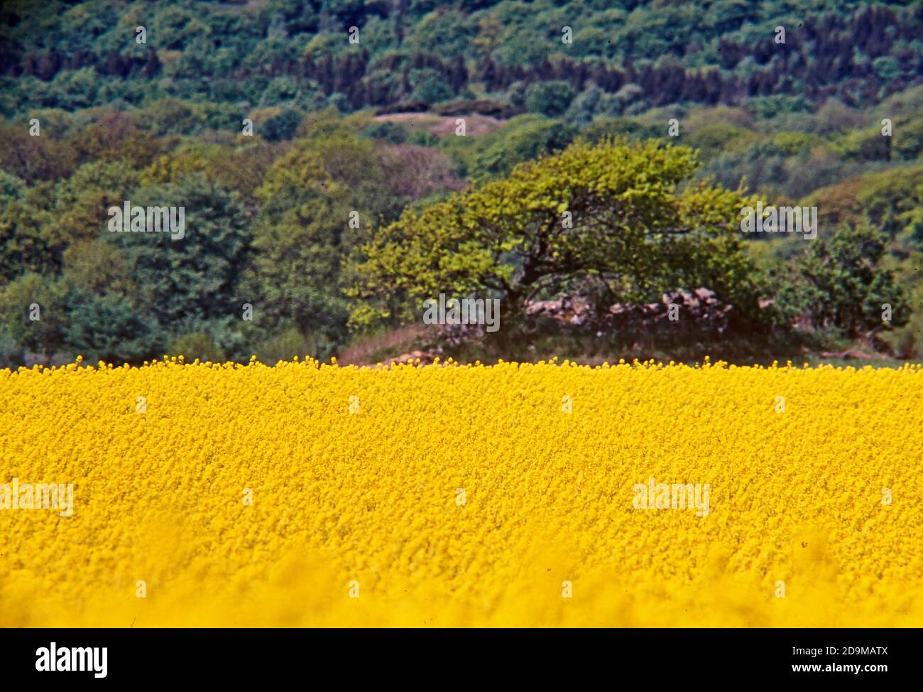 Rapes de semillas oleaginosas (Brassica napus) en un campo con bosque en el fondo, Vastergotland, Suecia Foto de stock