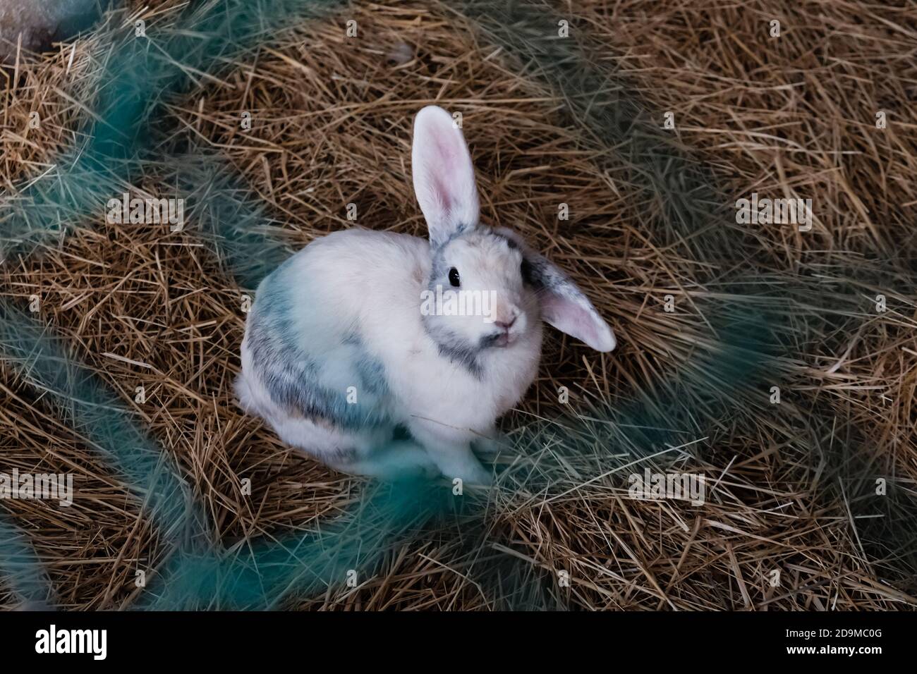 Rabbit Fo Fotos e Imágenes de stock - Alamy