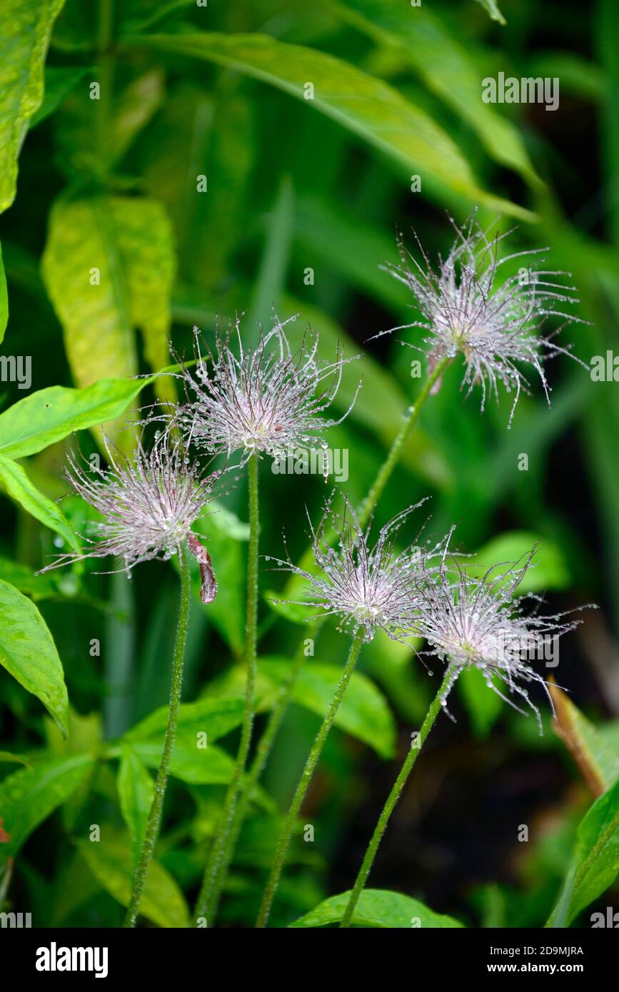 pulsatilla grandis,cabezas de semilla,semillas,semillas,Pasque flower,RM Floral Foto de stock