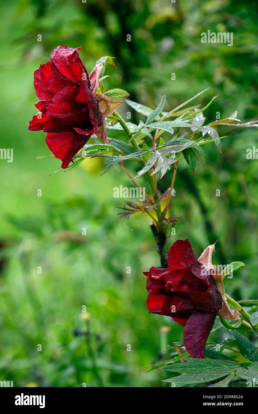 Paeonia sufruticosa, vino tinto oscuro flor coloreada,flores,flores,peonía del árbol,primavera,jardín,jardines,RM Floral Fotografía de stock - Alamy Paeonia sufruticosa, vino tinto oscuro flor coloreada,flores,flores,peonía del árbol,primavera,jardín,jardines,RM Floral Fotografía de stock - Alamy