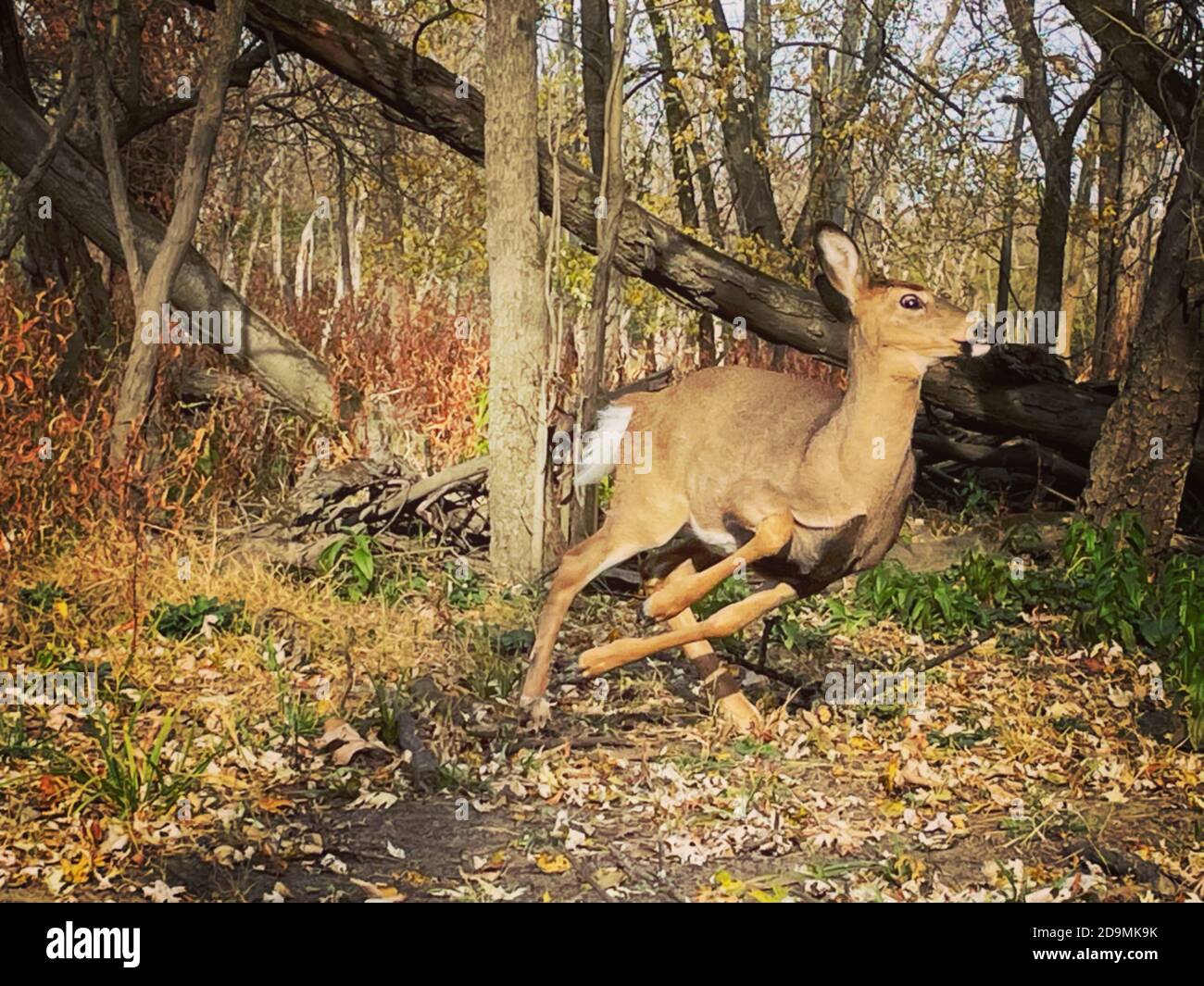 Alerta ciervo salta a la acción y se prepara para correr en el bosque, con una mirada de pánico en su ojo. Foto de stock