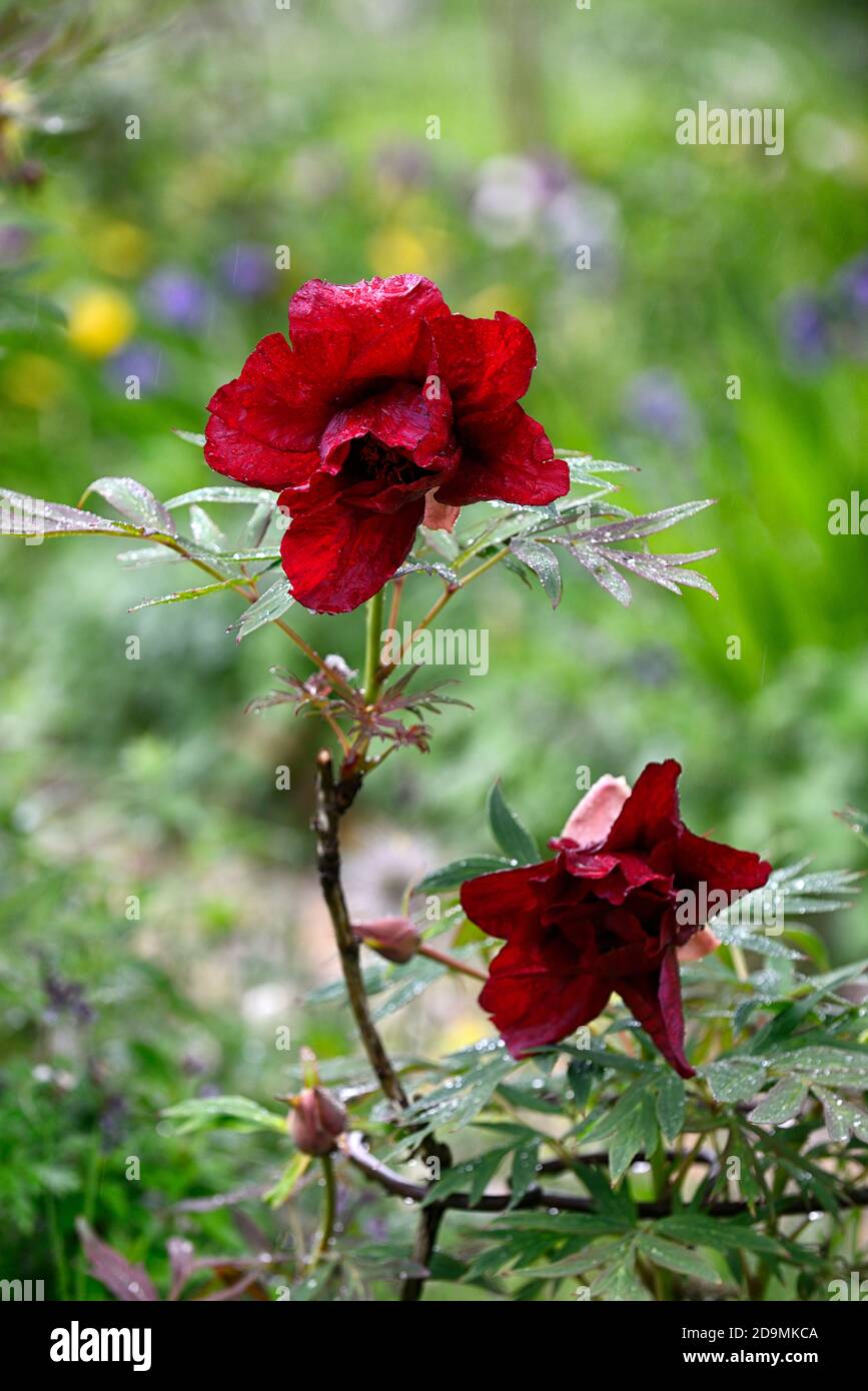 Flor de color rojo vino fotografías e imágenes de alta resolución - Alamy