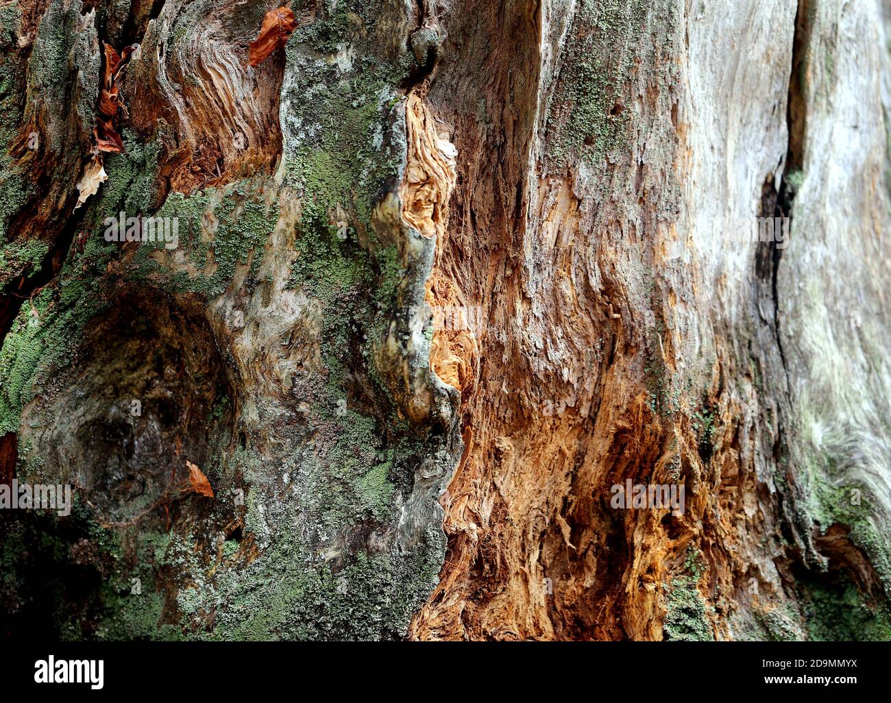 Foto de las raíces del árbol y textura de un tronco viejo en el bosque Foto de stock