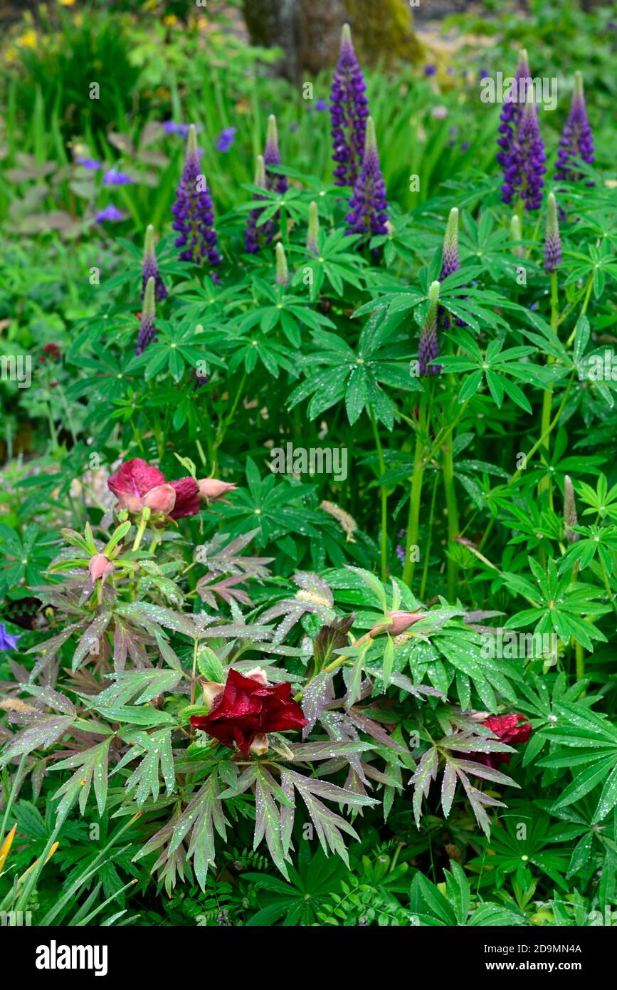 Flor de color rojo vino fotografías e imágenes de alta resolución - Alamy Flor de color rojo vino fotografías e imágenes de alta resolución - Alamy