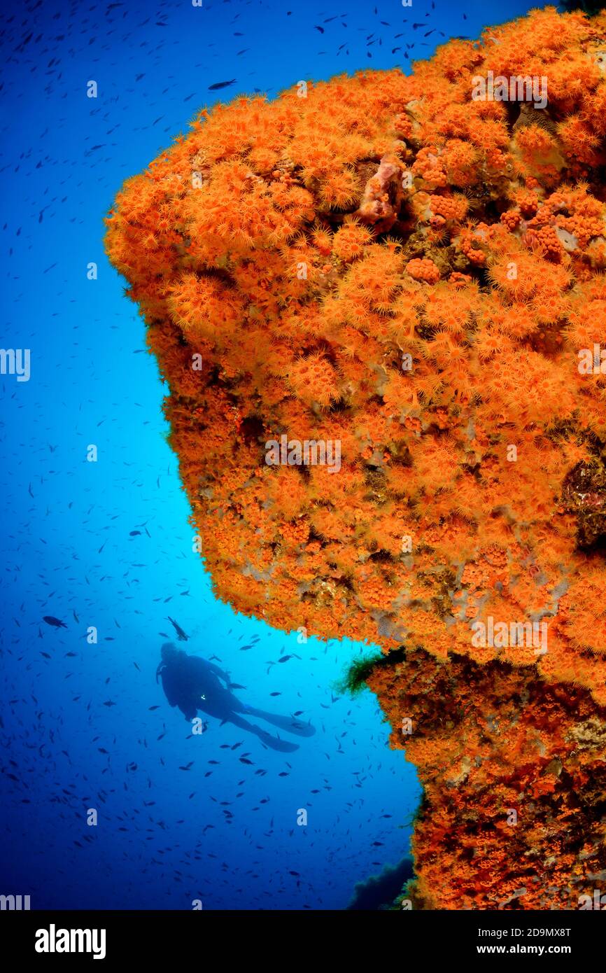 Arrecife de coral con anémonas crustosas, Parazoanthus axinellae, y buzos, Tamariu, Costa Brava, España, Mediterráneo Foto de stock