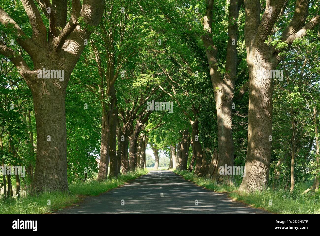 Callejón de árboles entre Liepe y Rankwitz, Lieper Winkel, Isla Usedom, Mar Báltico, Mecklemburgo-Pomerania Occidental, Alemania Foto de stock