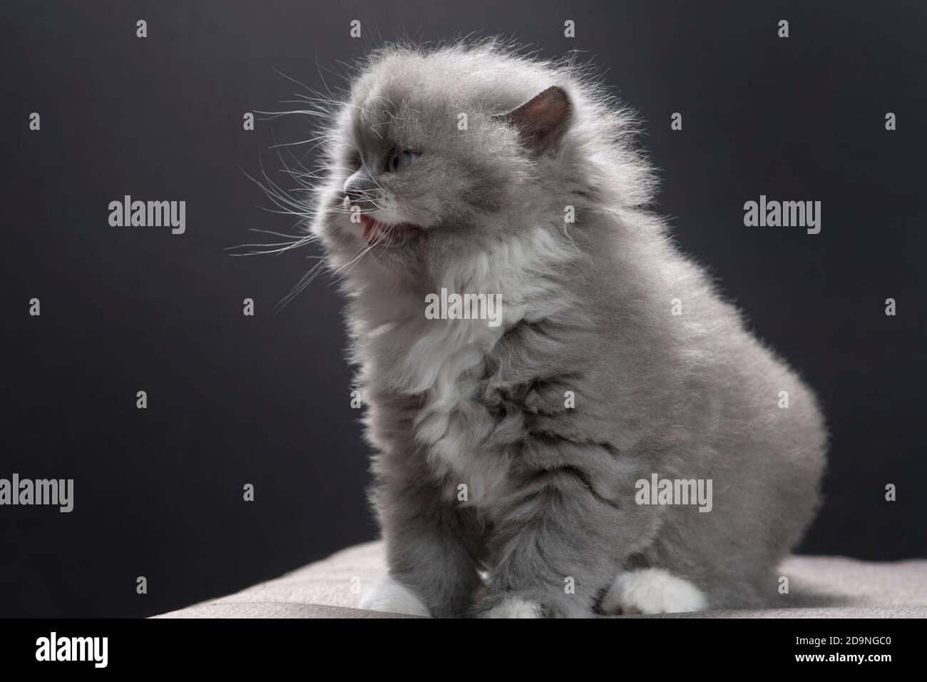 Foto divertida de una mezcla de gatitos de ragamuffin gris y blanco. Foto de stock