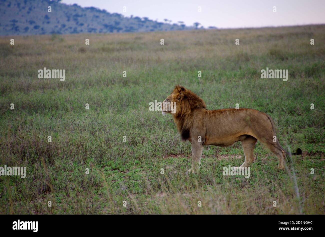 León en el parque Serengeti en Tanzania Foto de stock