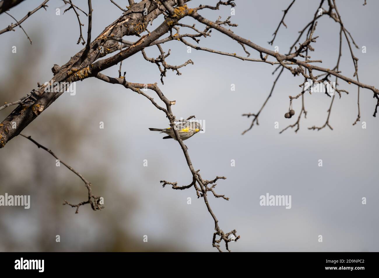 Pequeño pájaro con vientre amarillo Foto de stock