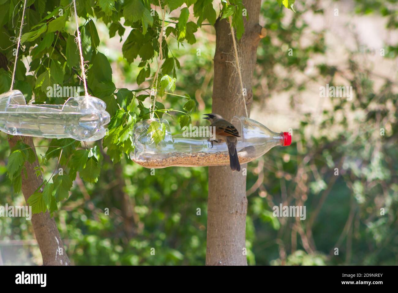 alimentadores y bebedores para aves hechos con botellas de plástico  recicladas Fotografía de stock - Alamy
