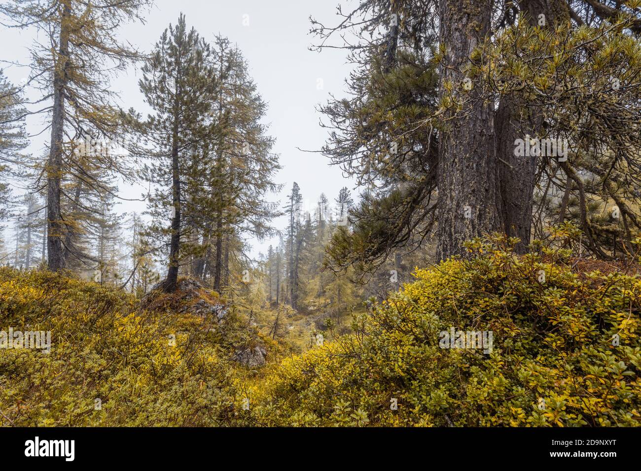 bosque de montaña en una mañana niebla, paisaje alpino natural, dolomiti d'ampezzo parque natural, belluno, veneto, italia Foto de stock