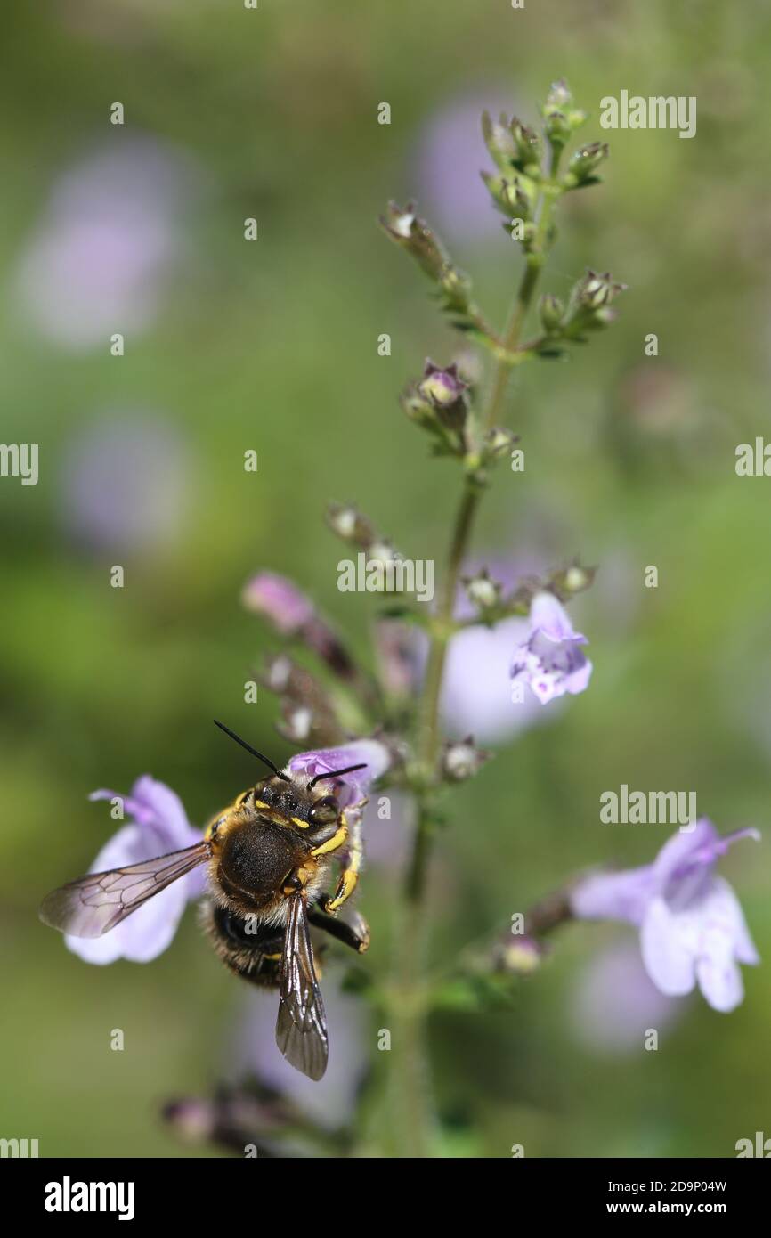 Abeja de lana grande, Anthidium manicatum, abeja silvestre, abeja de lana, menta de montaña de flores pequeñas, Clinopodium nefeta, pasto de abeja Foto de stock