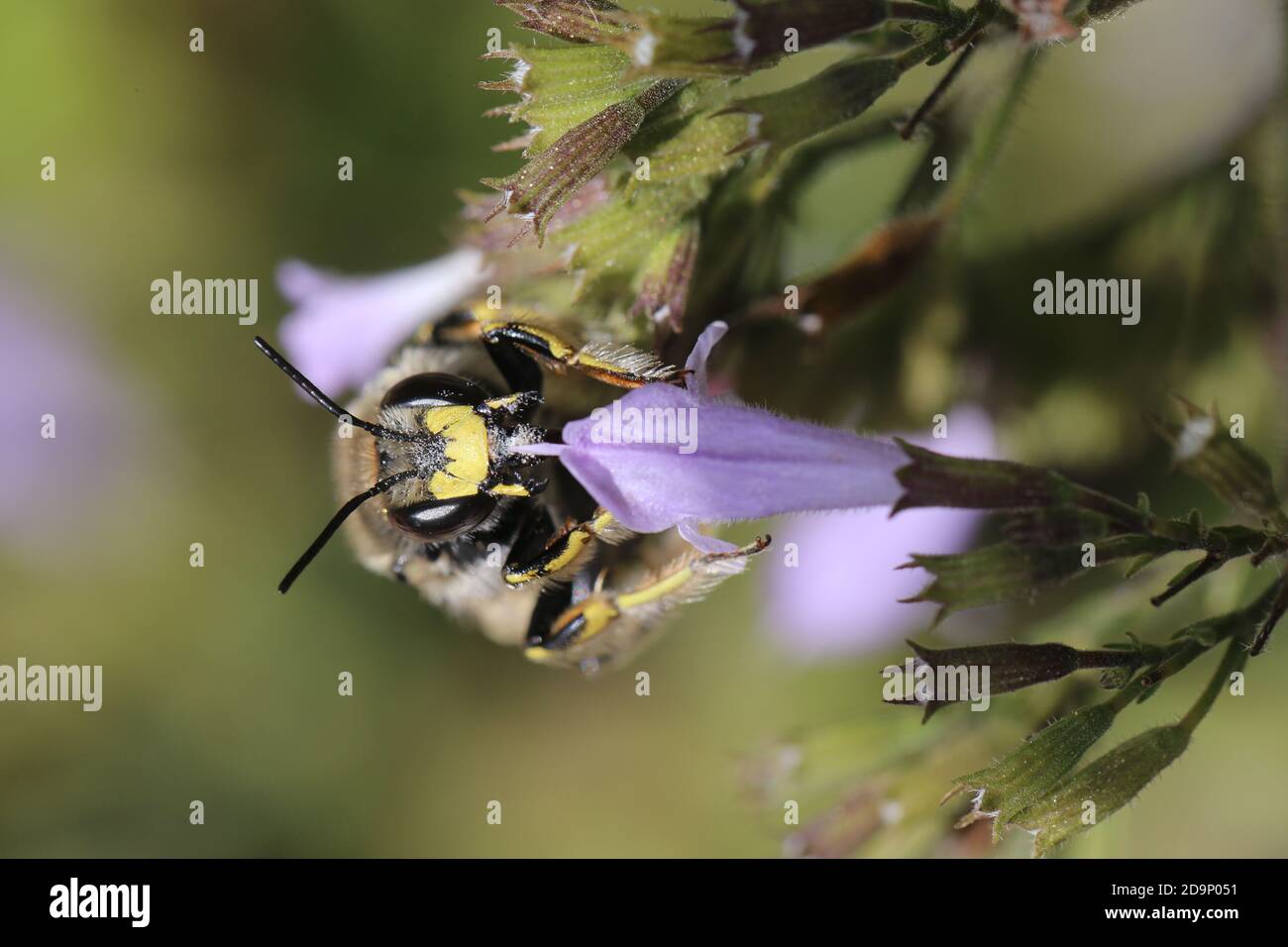 Abeja woolly grande, Anthidium manicatum, abeja salvaje, abeja woolly, menta de montaña de flores pequeñas, Clinopodium nepeta, pastura de abejas, drone de la abeja woolly grande en menta de montaña de flores pequeñas Foto de stock