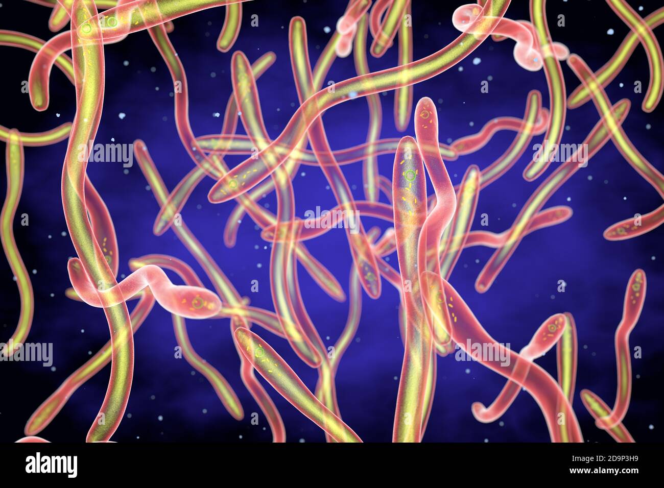 Ilustración 3d de Thermus aquaticus, una bacteria deinococcus coccoide