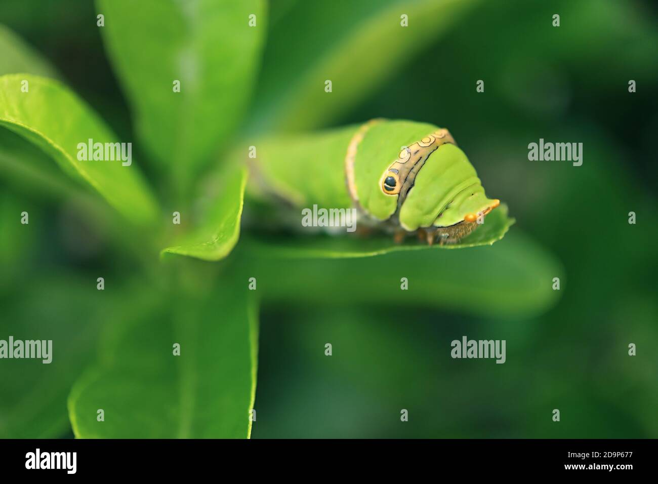 Closeup un vibrante verde 5th instar Lime Swallowtail Caterpillar descansando En una hoja de árbol de lima Foto de stock