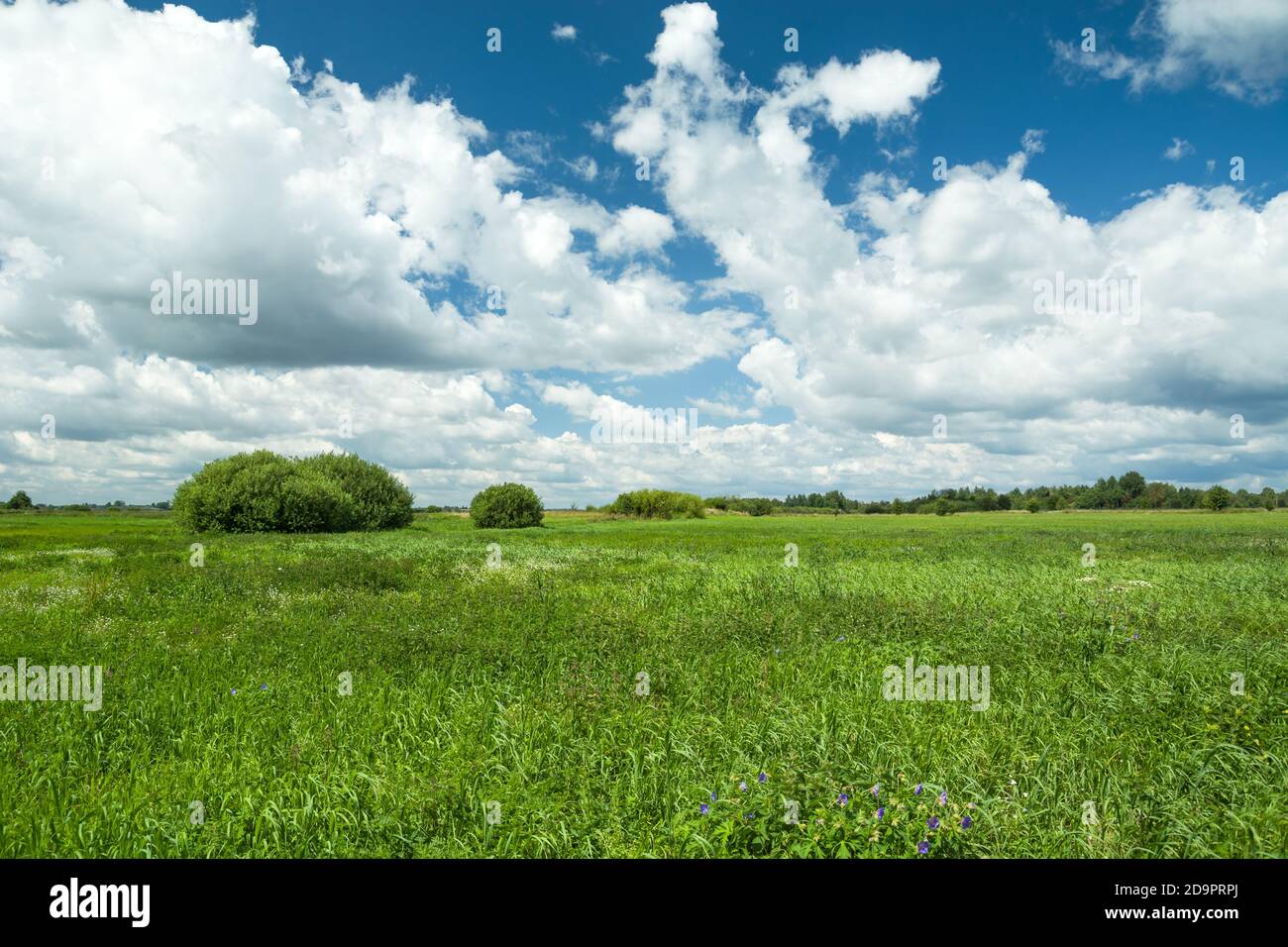 Hierba verde alta en el prado y nubes blancas contra el cielo azul Foto de stock