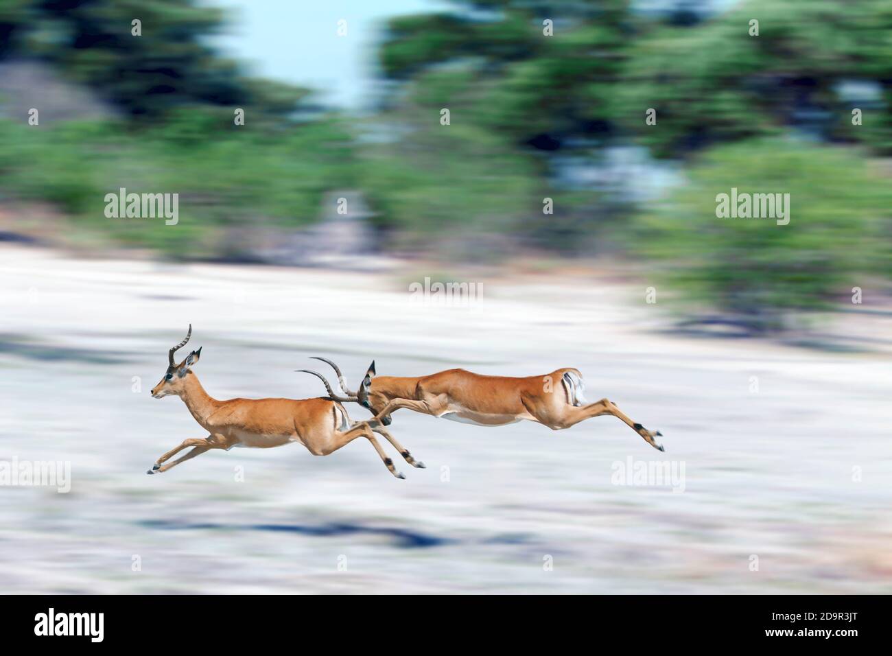 Los impalas son antílopes de tamaño medio que recorren las sabanas y los bosques ligeros del África oriental y meridional. Foto de stock