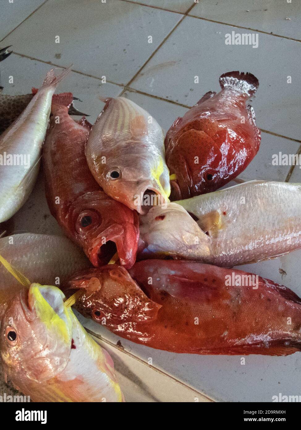 Primer plano de pescado fresco a la venta en el mercado de pescado Barka cerca de Muscat, Omán Foto de stock