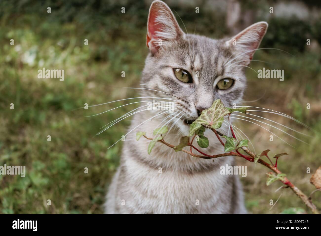 Gato de ojos verdes con plantas verdes Foto de stock